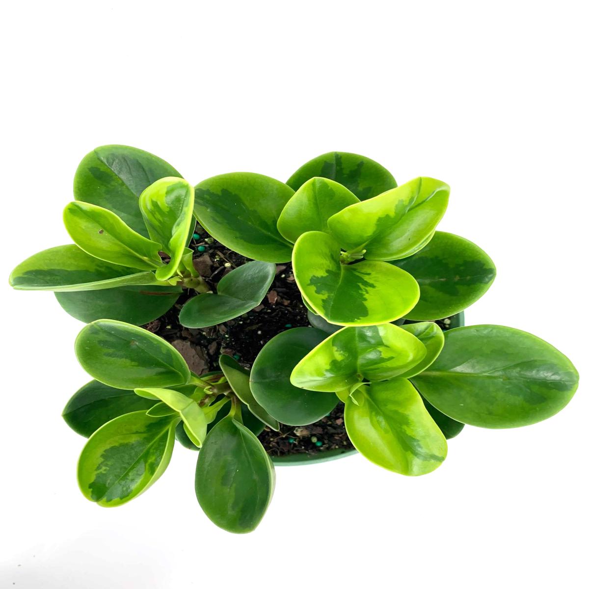 Peperomia Lemon Lime