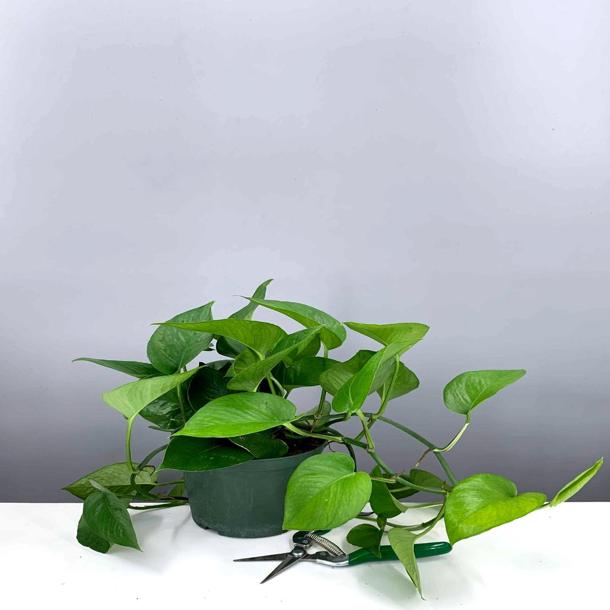 Pothos Jade