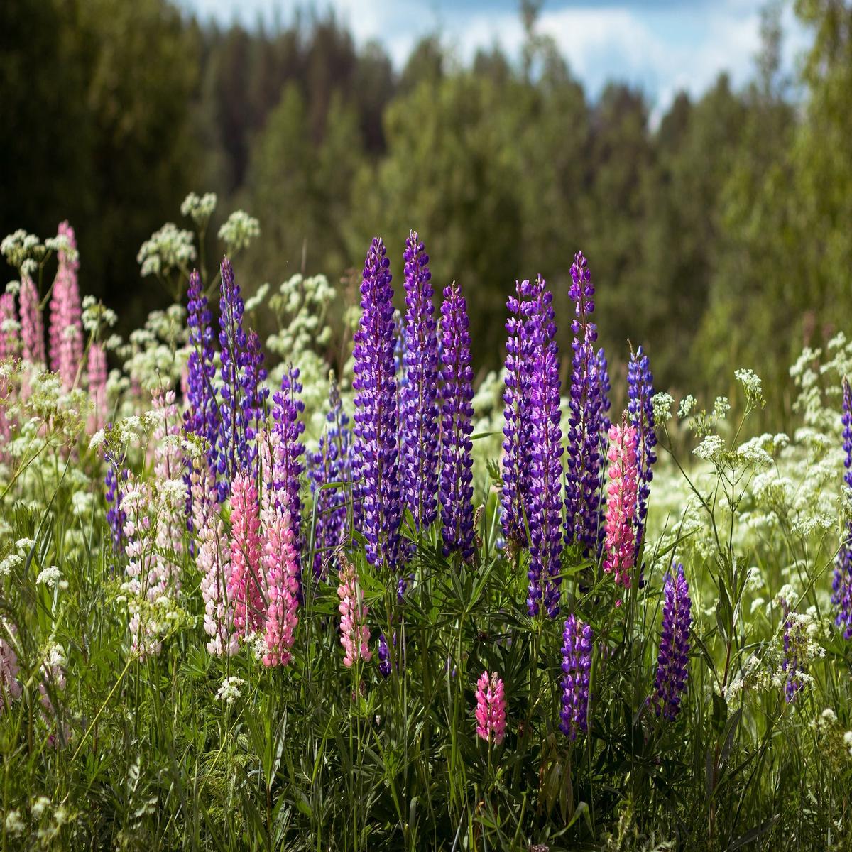 Russell Lupine Wildflower Seed