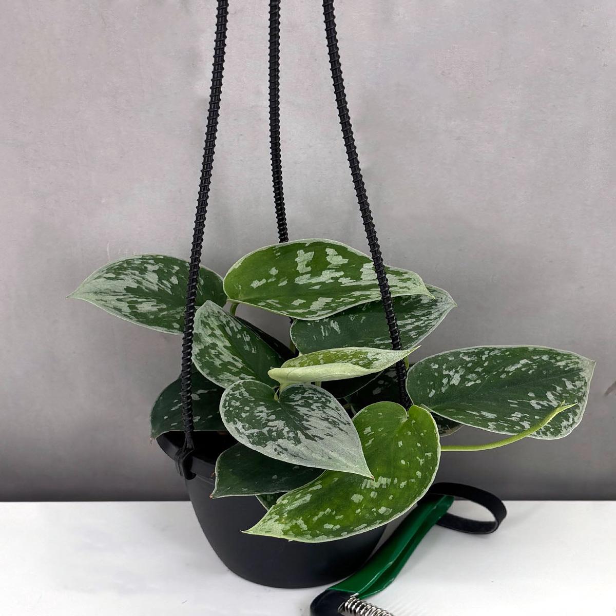 Scindapsus Pictus Silvery Ann