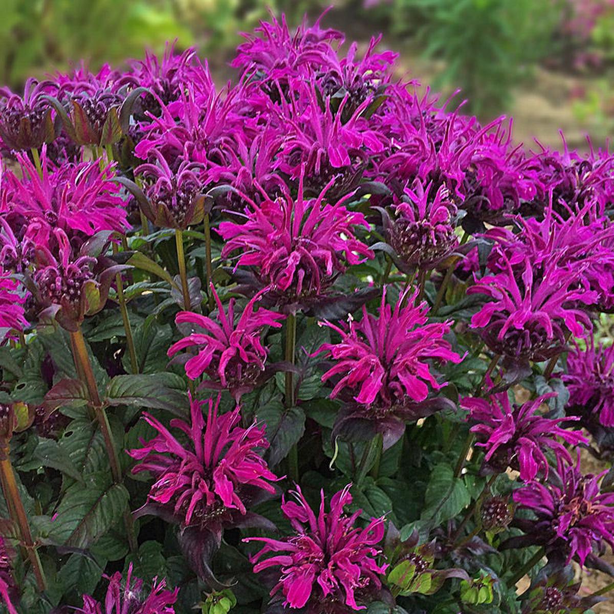 Sugar Buzz Rockin' Raspberry Bee Balm