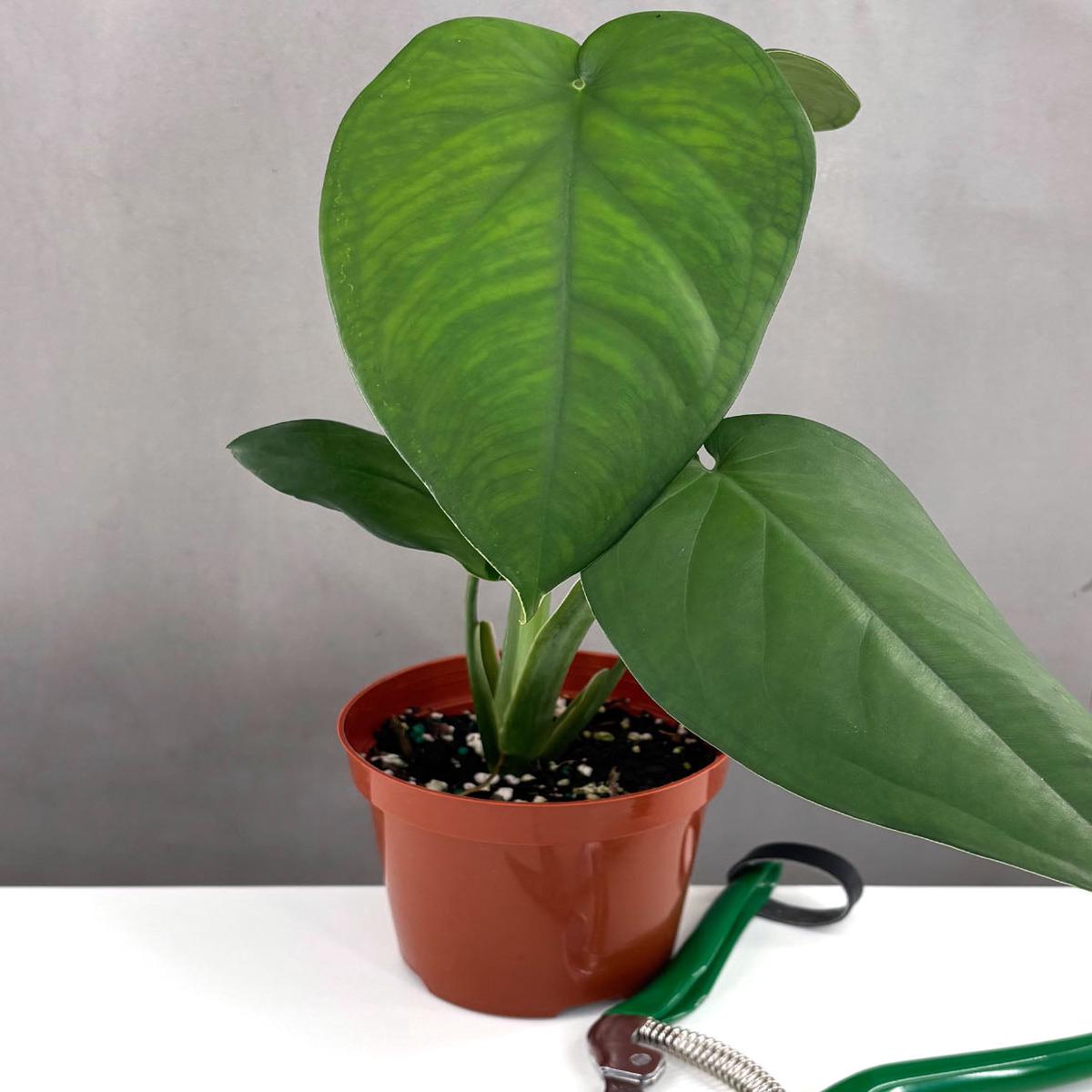 Syngonium Chiapense