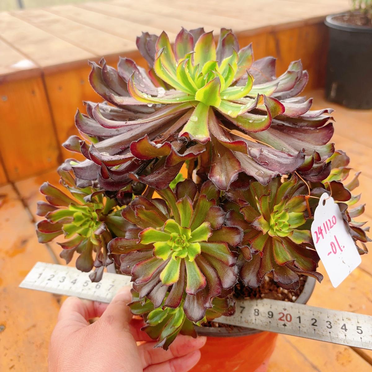 UniqueNo.241102-01.Aeonium Black PeonyCluster.Sizes Shown in Photos.