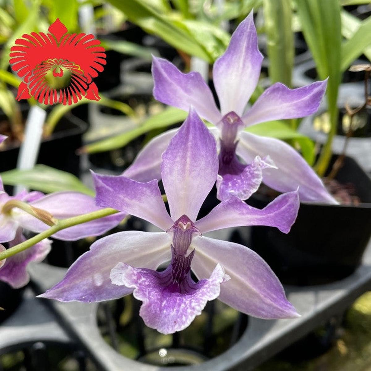 Zygo. Cynosure 'Blue Birds'
