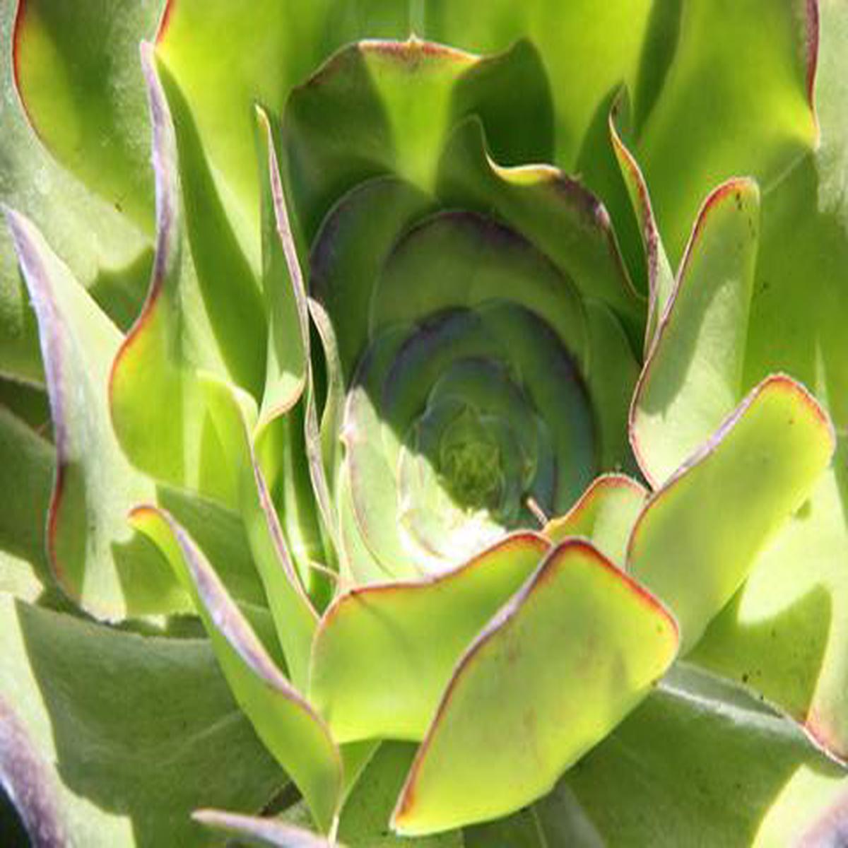 Aeonium 'Cyclops' green form