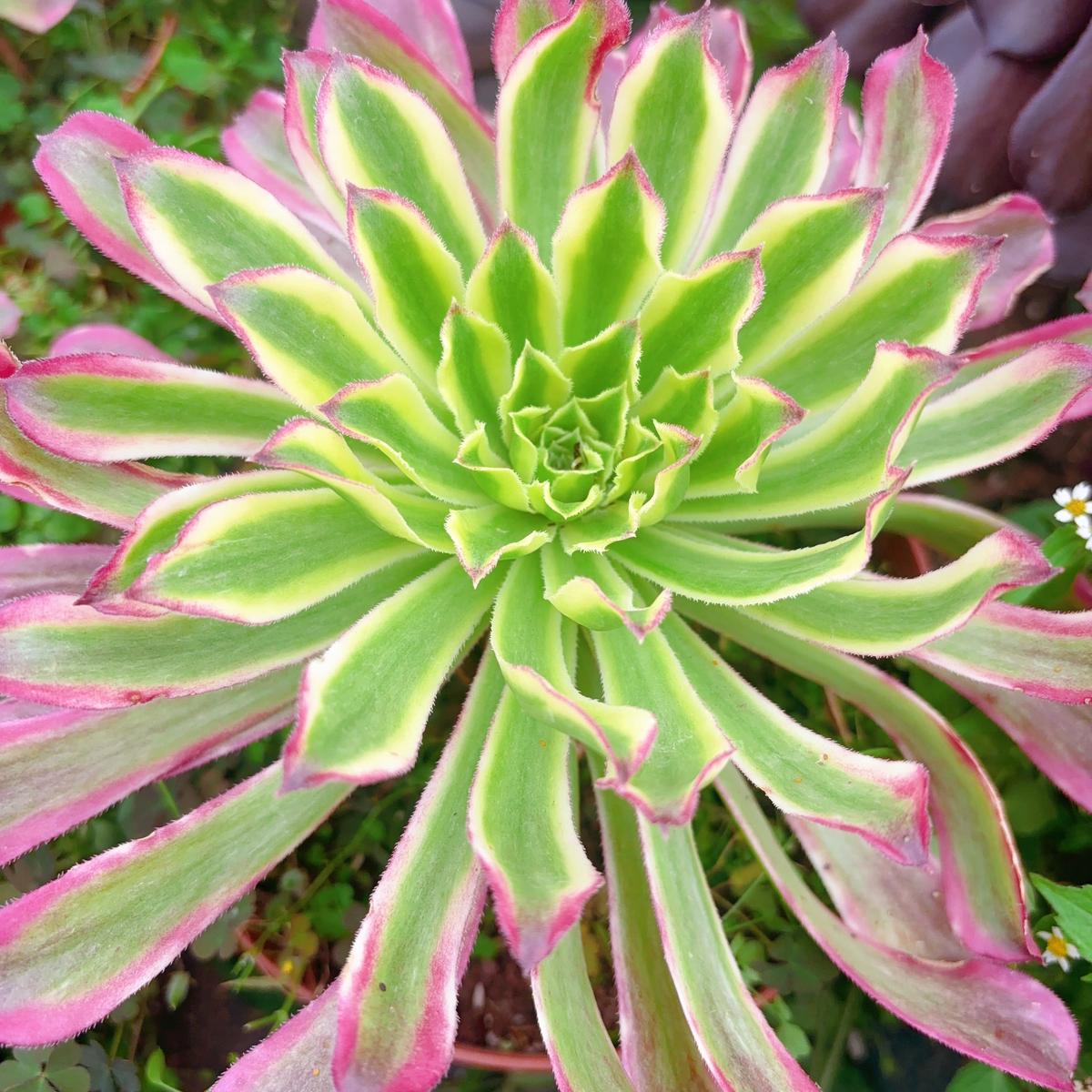 Aeonium Green FairyCutting10cm
