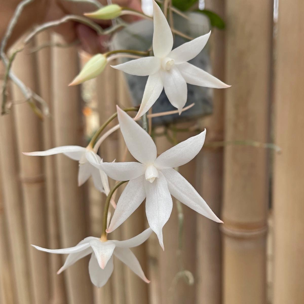 Aerangis biloba x sib  (Buds)