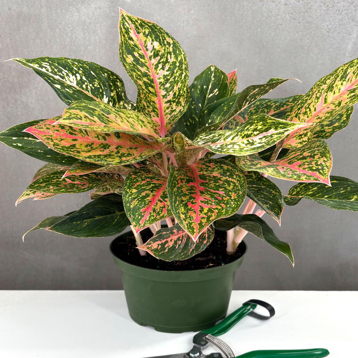 Aglaonema Sparkling Sarah