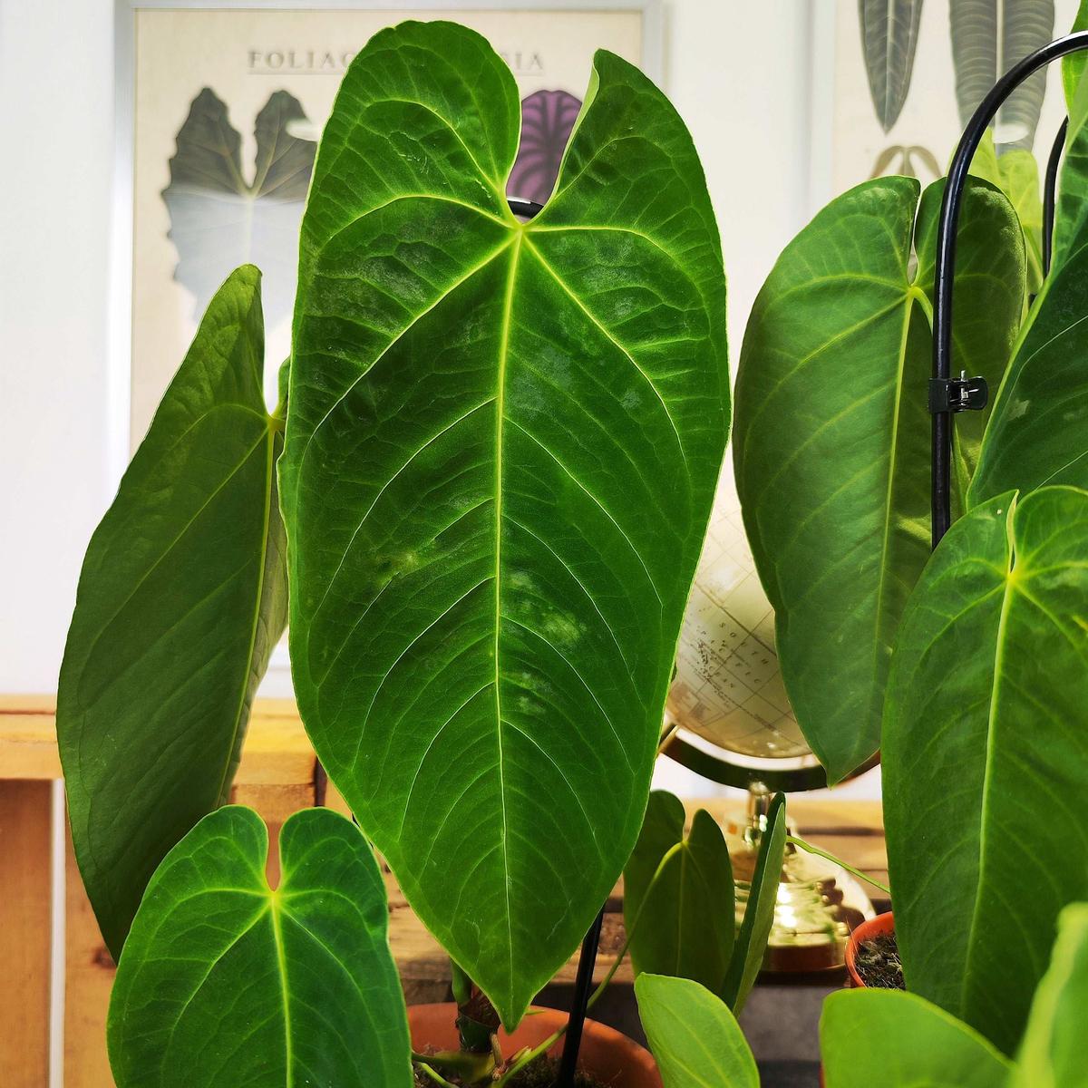 Anthurium Queremalense