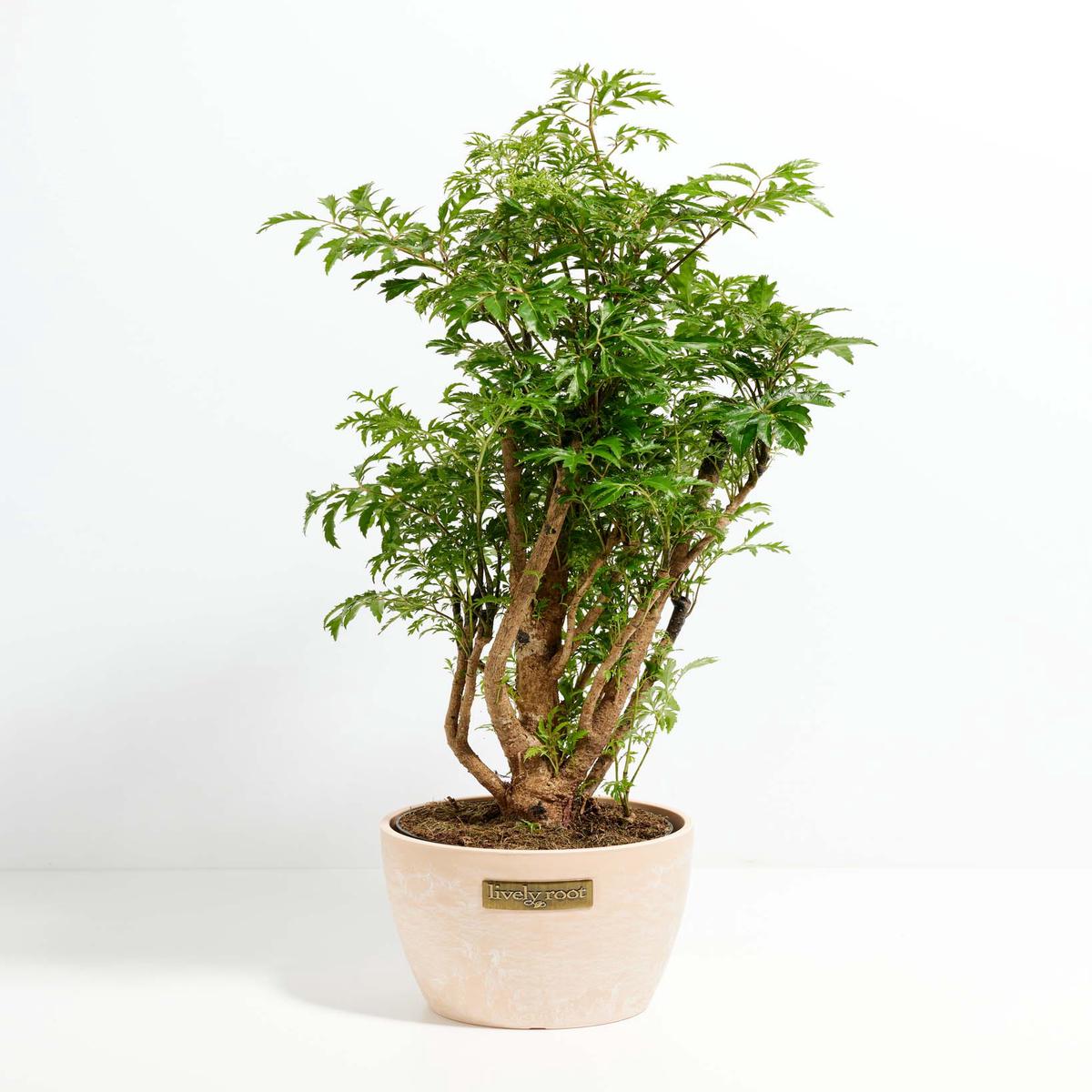 Aralia Ming Stump