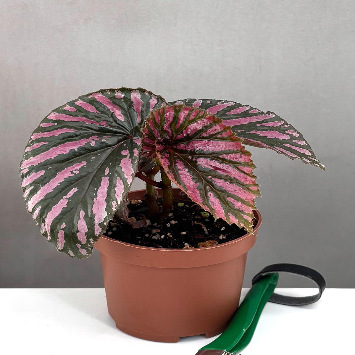 Begonia Brevirimosa Exotica