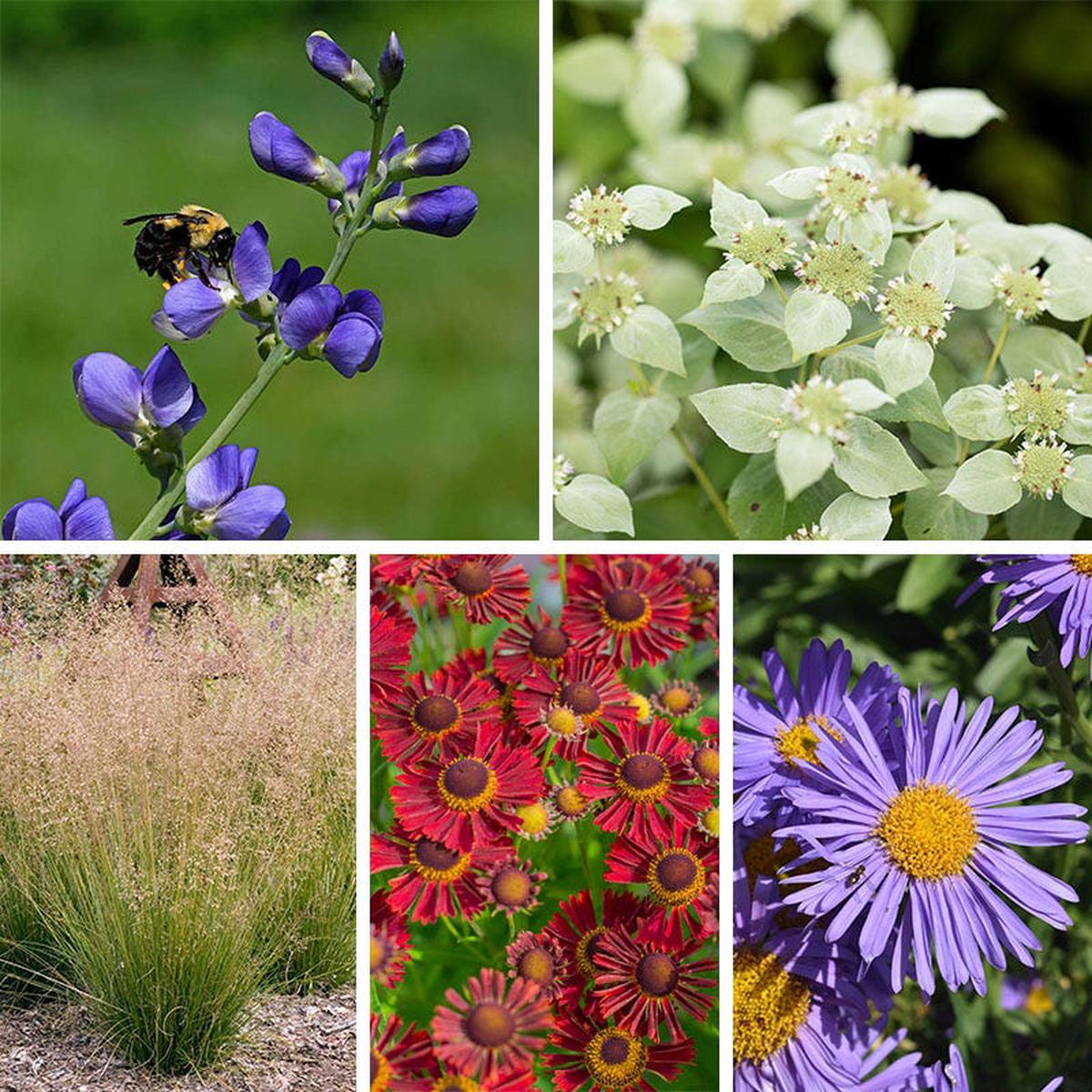 Bumblebee Burrow Native Plant Collection
