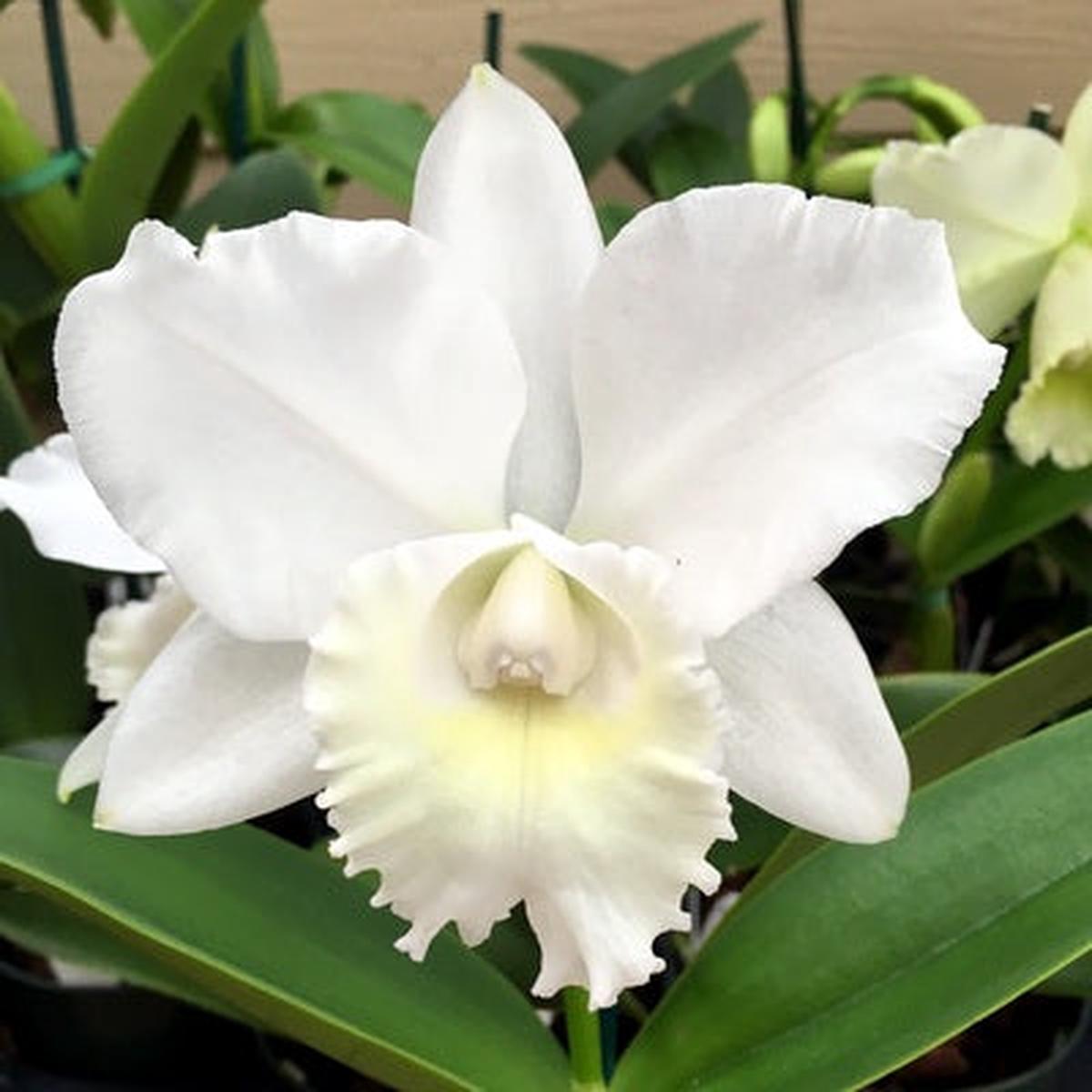 C. Hawaiian Wedding Song 'Virgin' (5.5" Pot ) - Buds