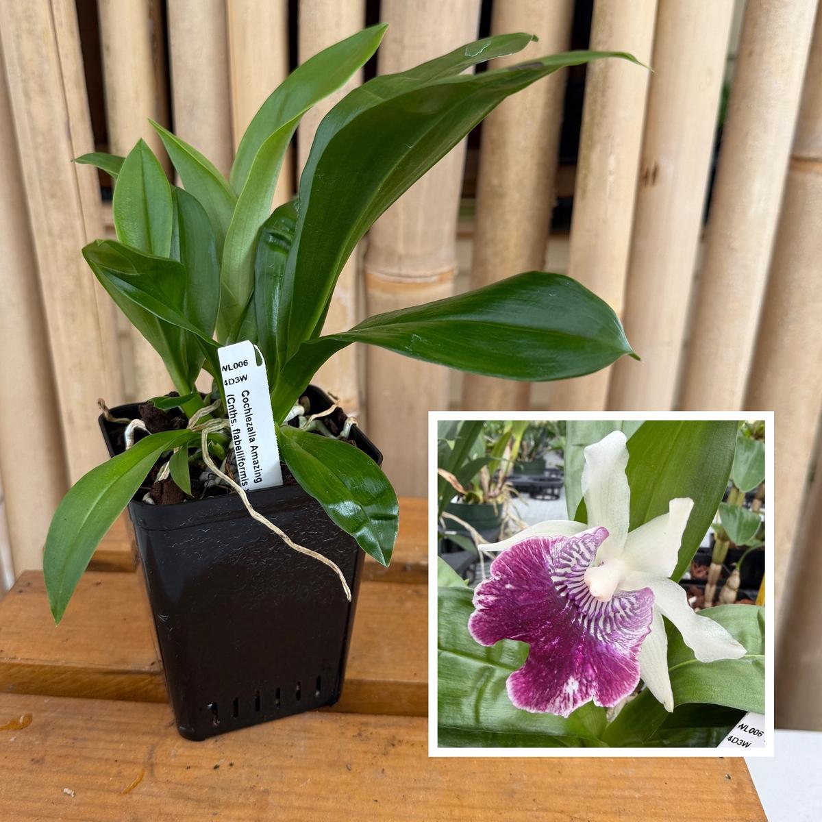 Cochlezalla Amazing (4" Pot) - Not Blooming