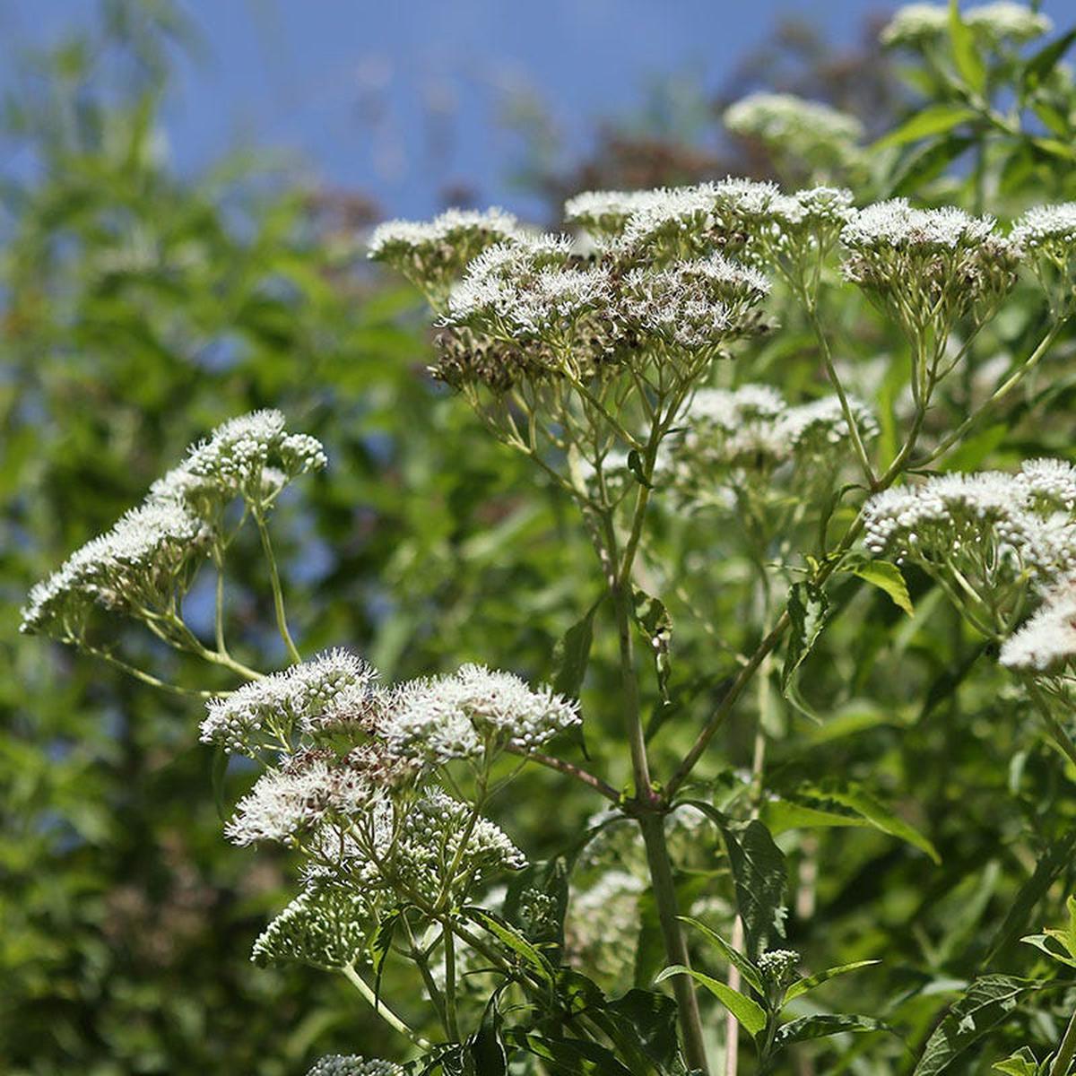Common Boneset