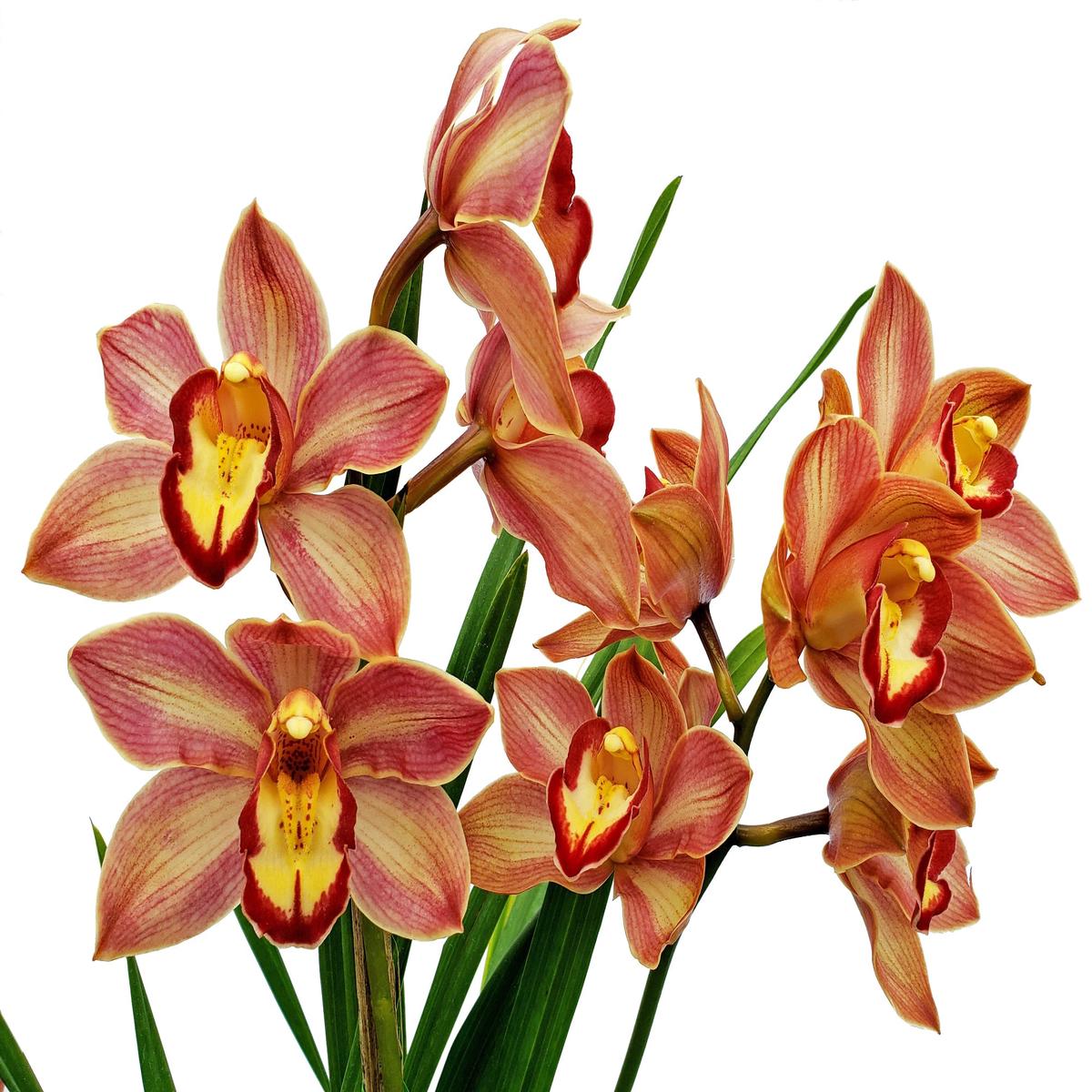 Cymbidium Fresita Big Especial (hp) (medium)