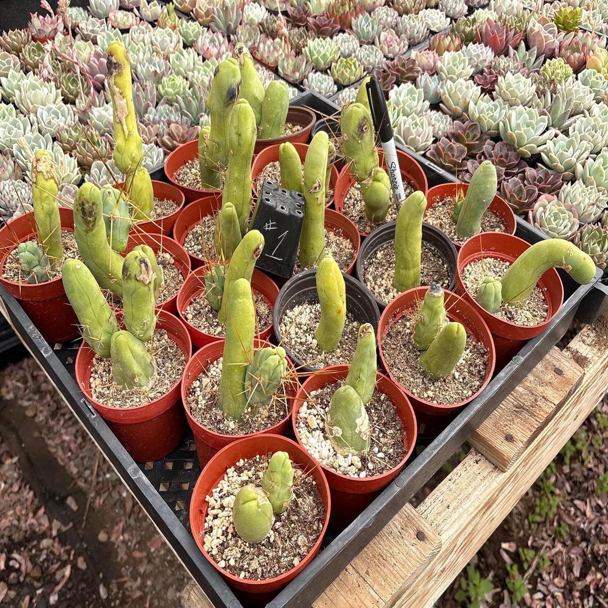 #EC49 EXACT TLC Tray of 20 Trichocereus Bridgesii monstrose TBM penis Cactus in 4 containers