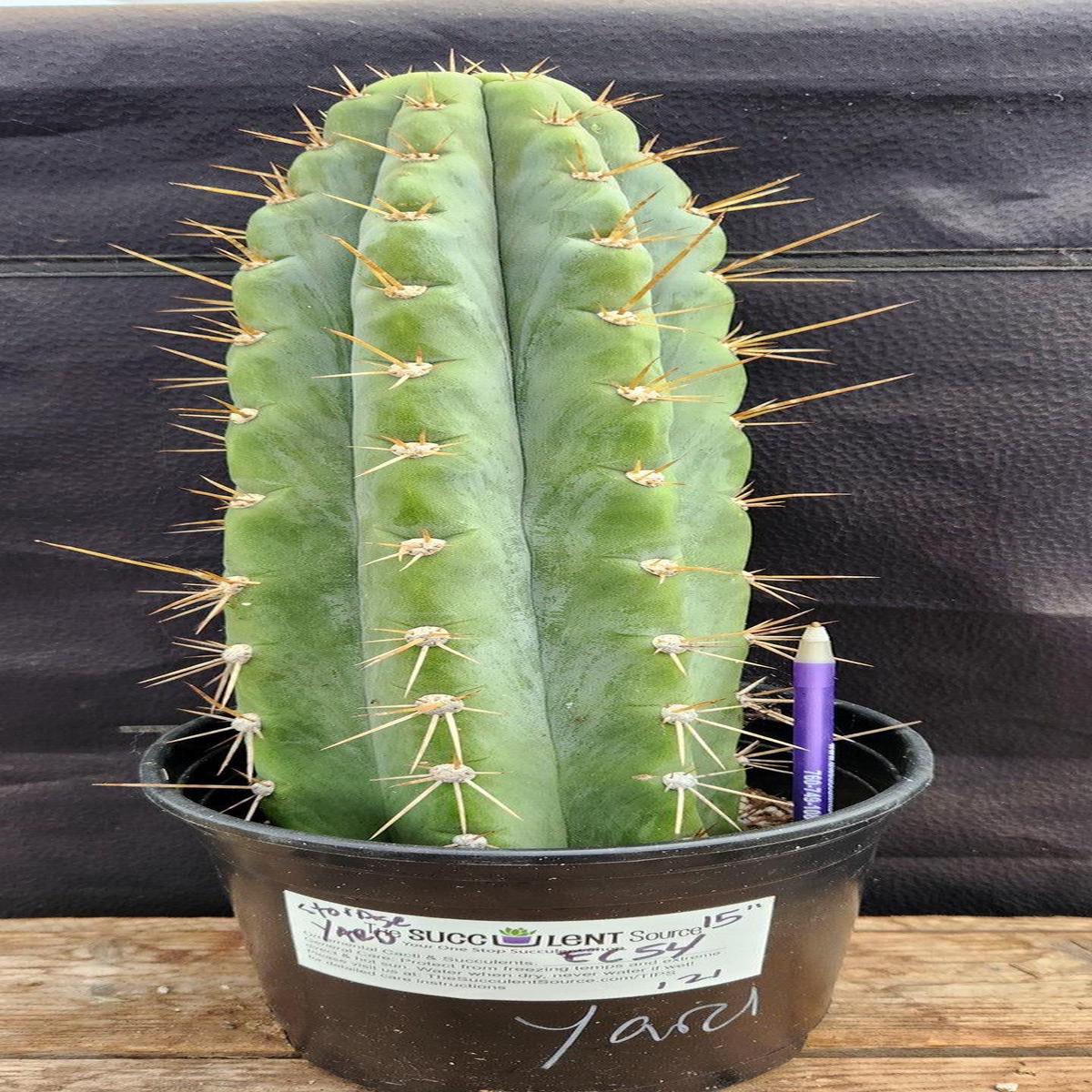 #EC54 EXACT  Trichocereus Peruvianus Storage Yard Cactus 15