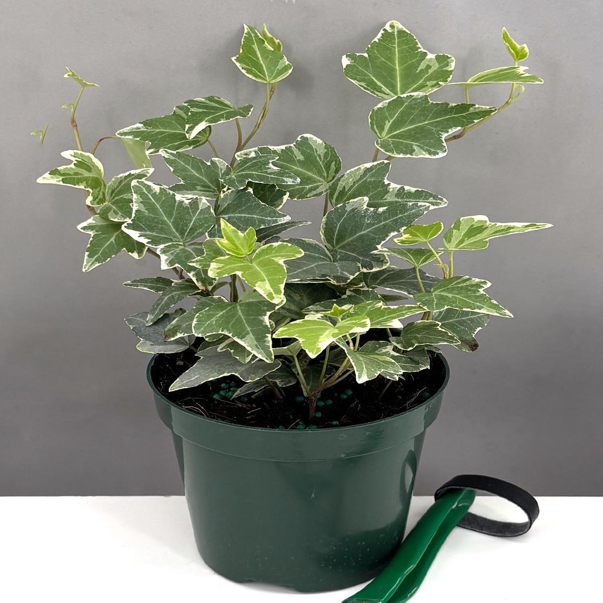 English Ivy Glacier
