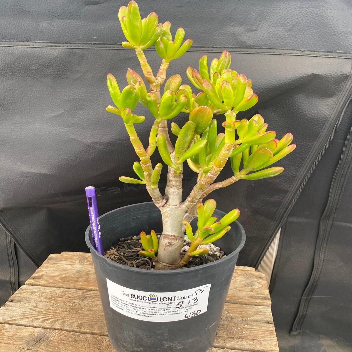 #ES13 EXACT Crassula Hobbit Bonsai Succulent 13