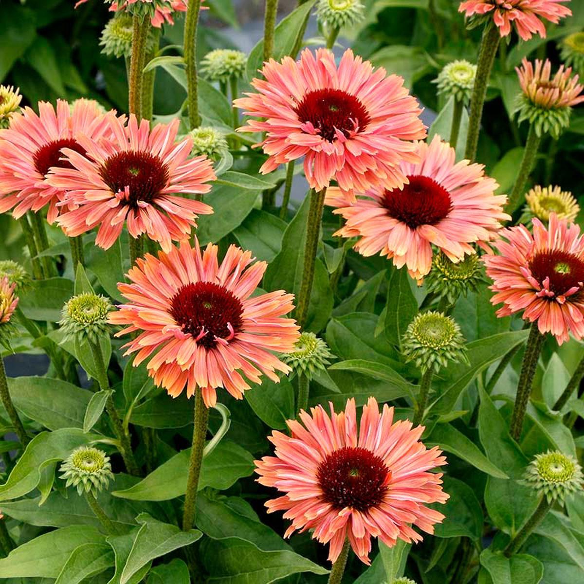 FRESCO Apricot Echinacea