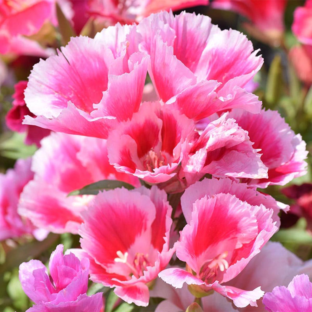 Godetia Seeds