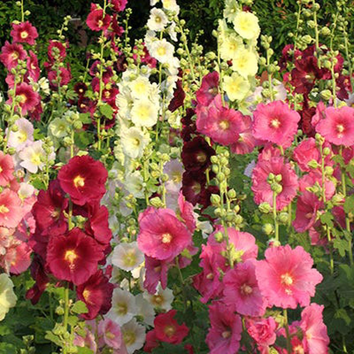 Hollyhock Seeds