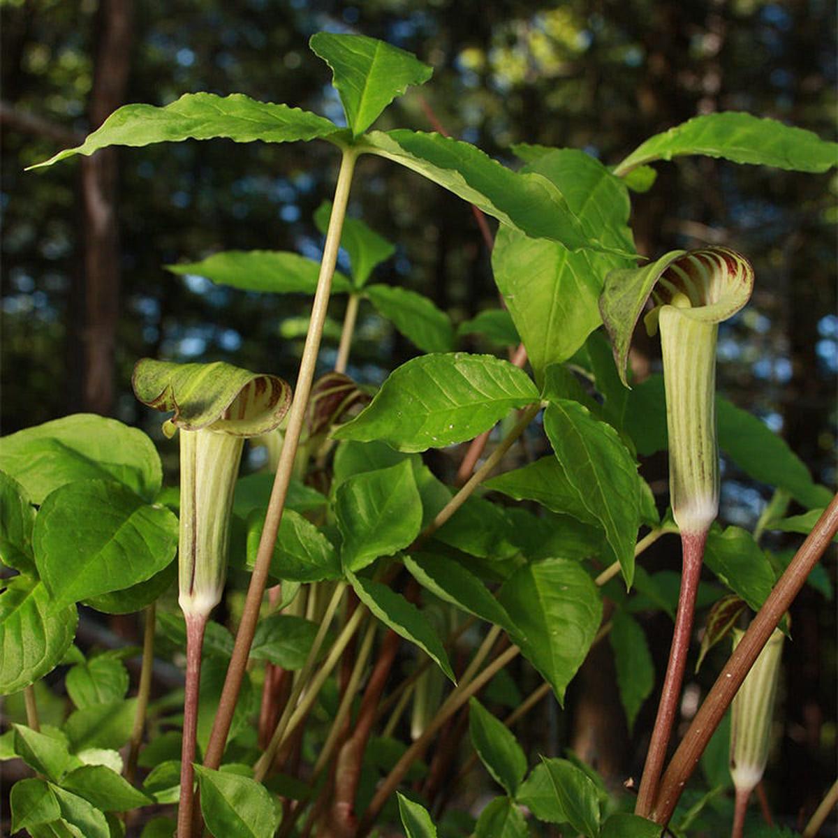 Jack in the Pulpit