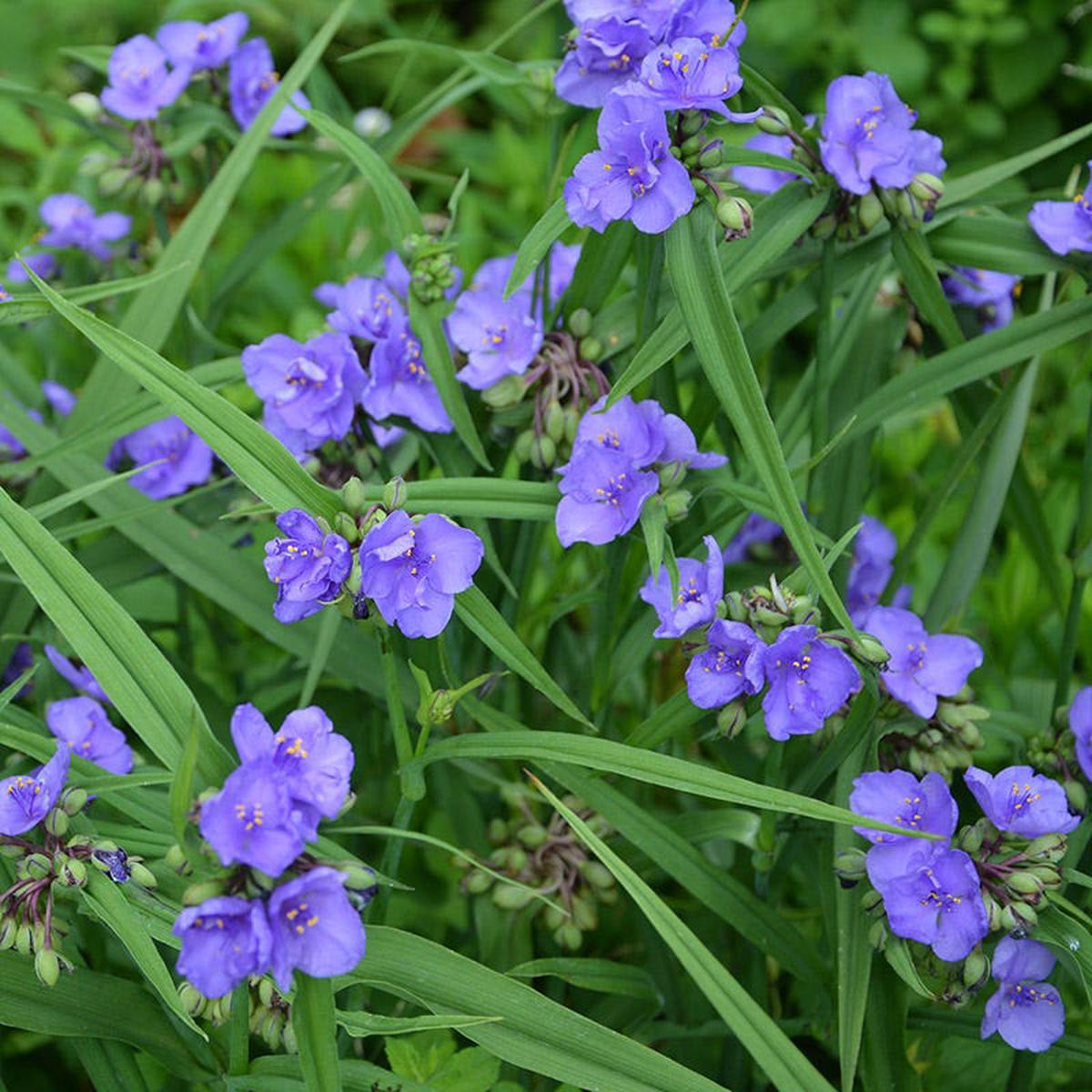 Ohio Spiderwort Seeds