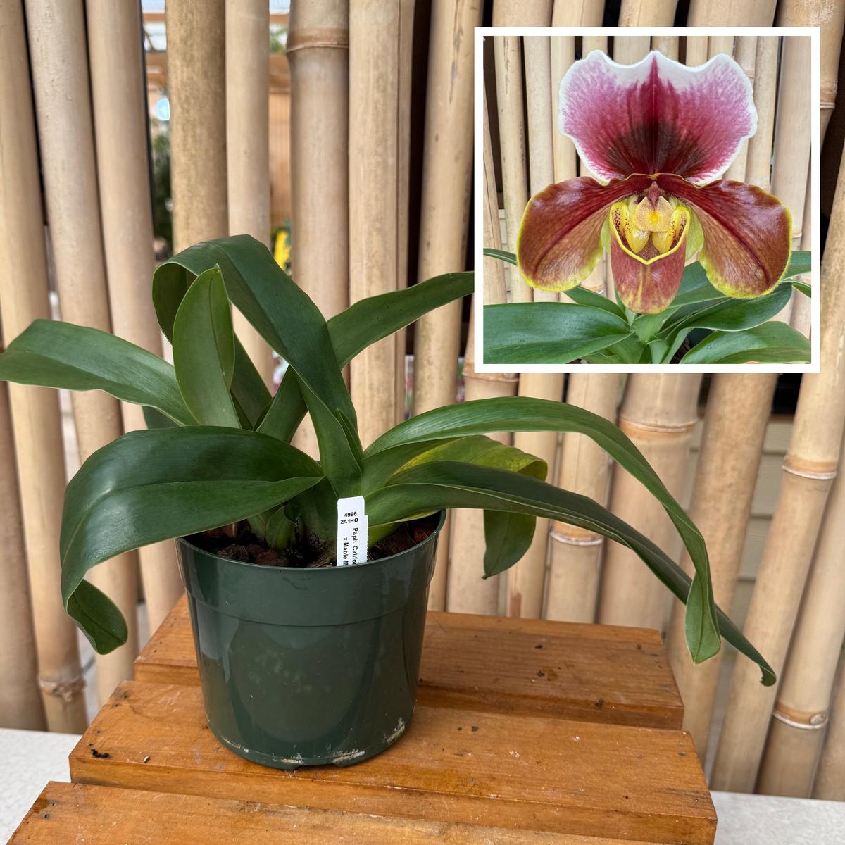 Paph. California Girl 'Big Bear' x Mable Marie 'Fusion' (Plant Only - 5.5" Pot)