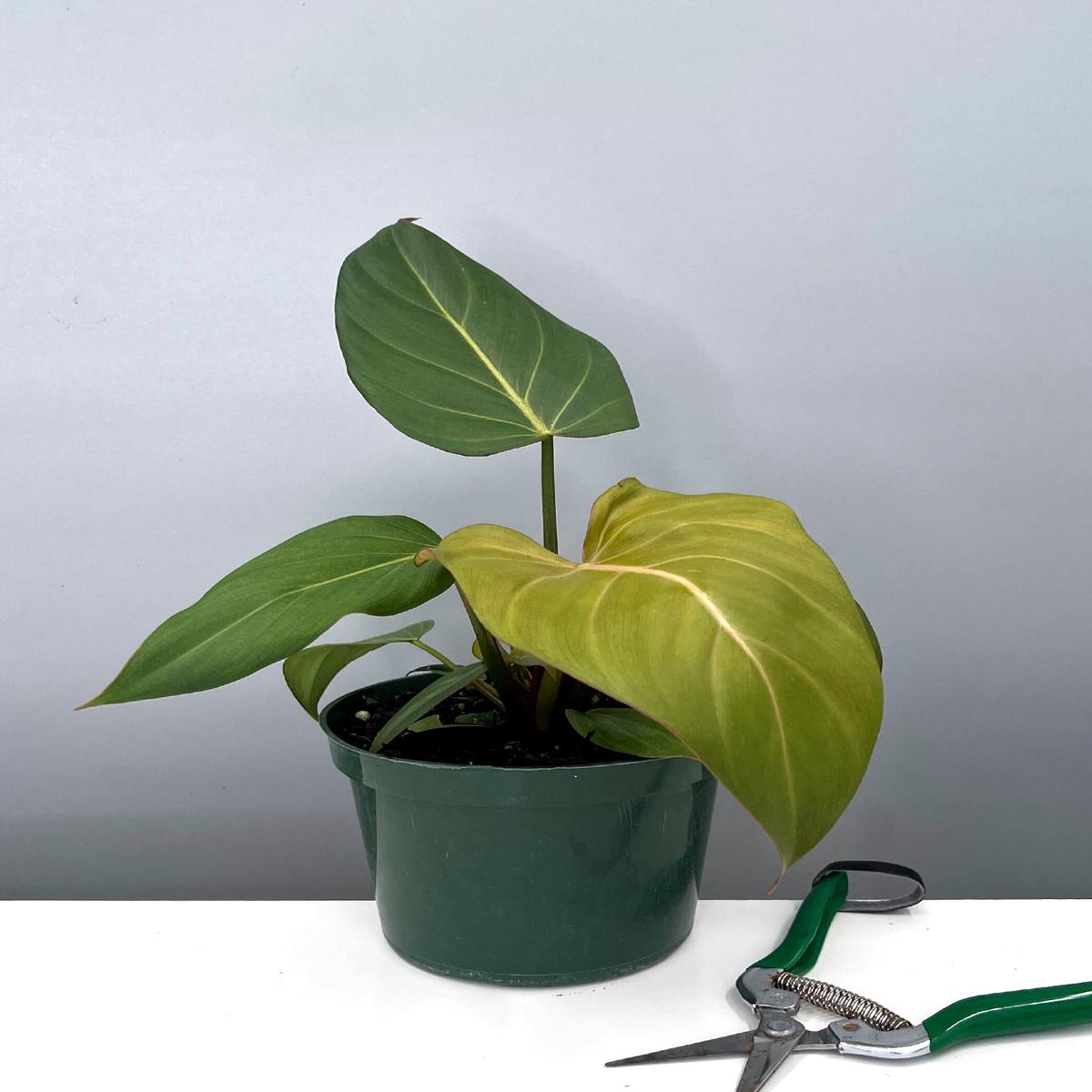 Philodendron Summer Glory