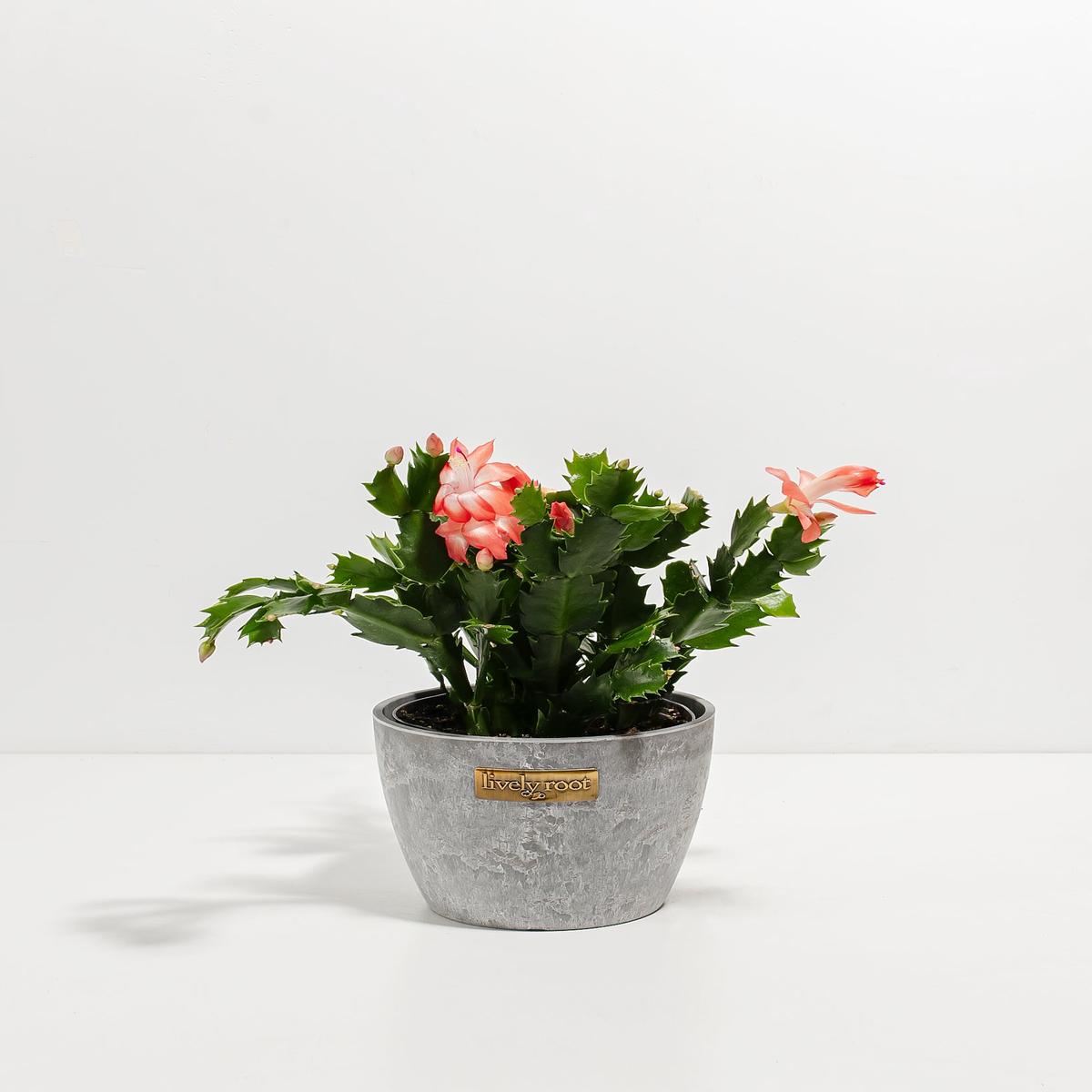 Pink Christmas Cactus