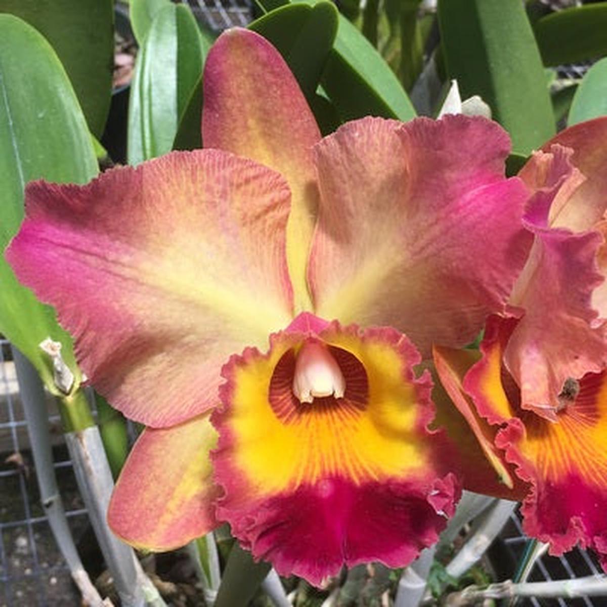 Rlc. Mem. Helen Kyrcz Volcano Queen (5.5" Pot) - Buds