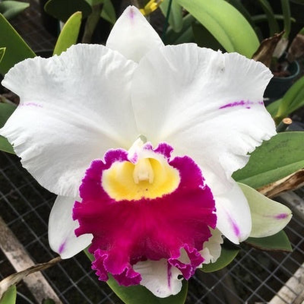Rlc. Pamela Shell's Volcano Delight 'Volcano Queen' (Single Bud)