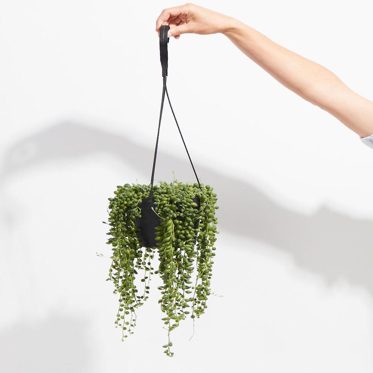 String of Tears
