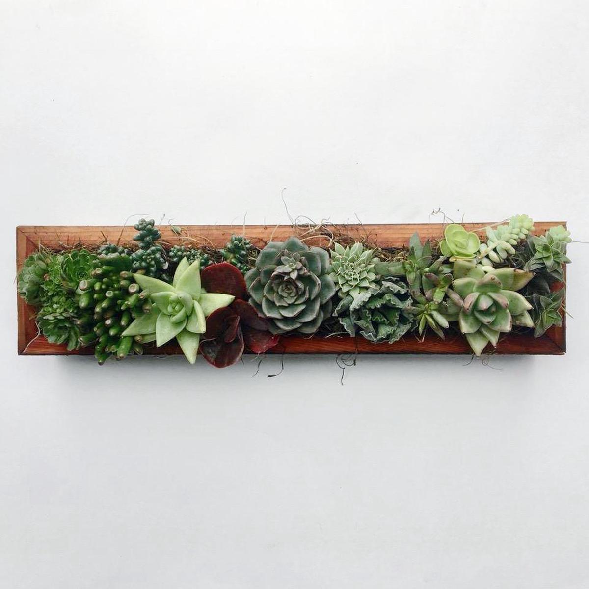 Succulent Container Garden | Succulent Centerpiece
