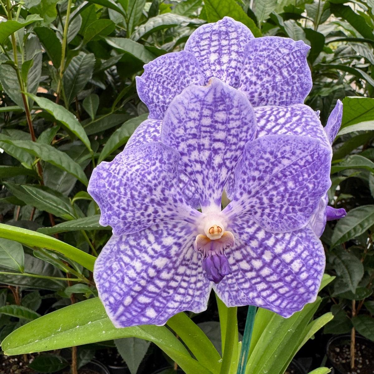 Vanda manuvadee x self (4" Pot ) - Buds