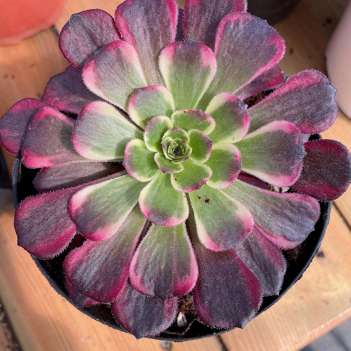 Aeonium Black King KongCutting  10cm