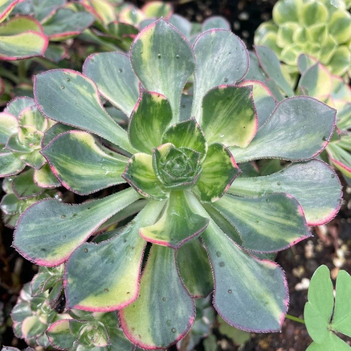 Aeonium ButterflySingle Head With Root 8cm