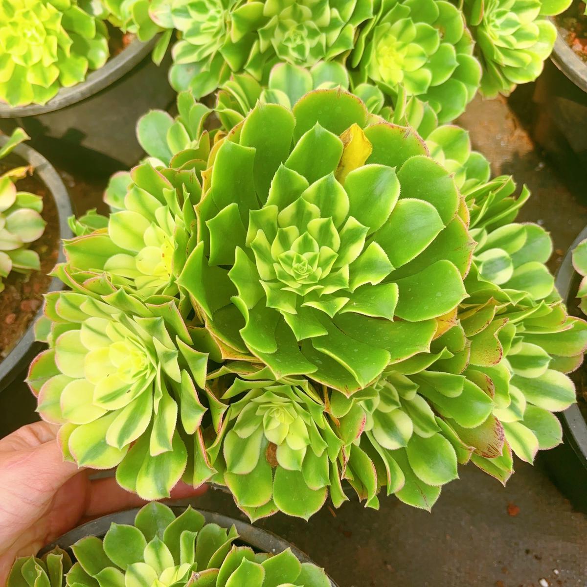 Aeonium Sinnia Cluster25-30cmAt Least 8 heads