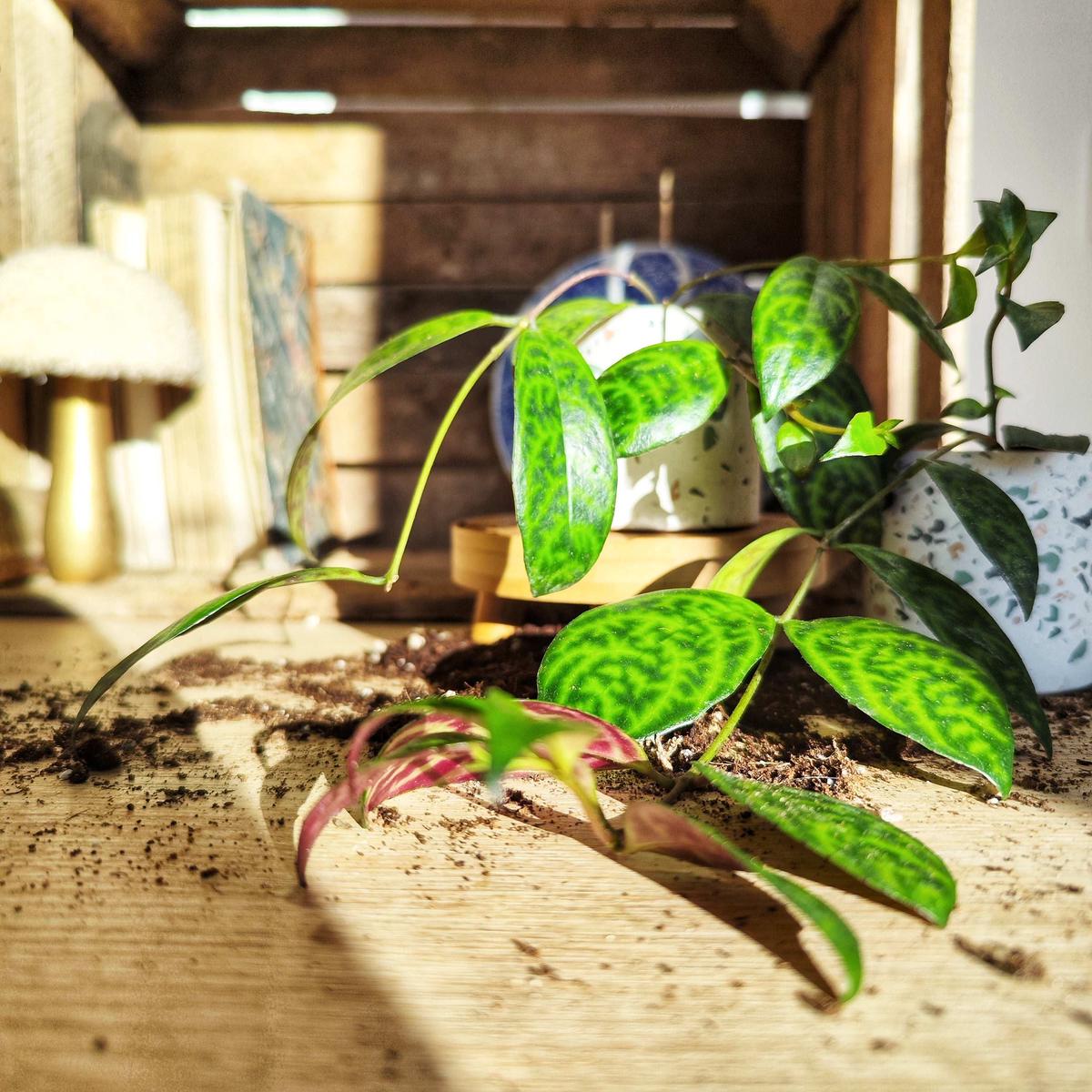 Aeschynantus Marmoratus - Plante suspendue aux feuilles zbres