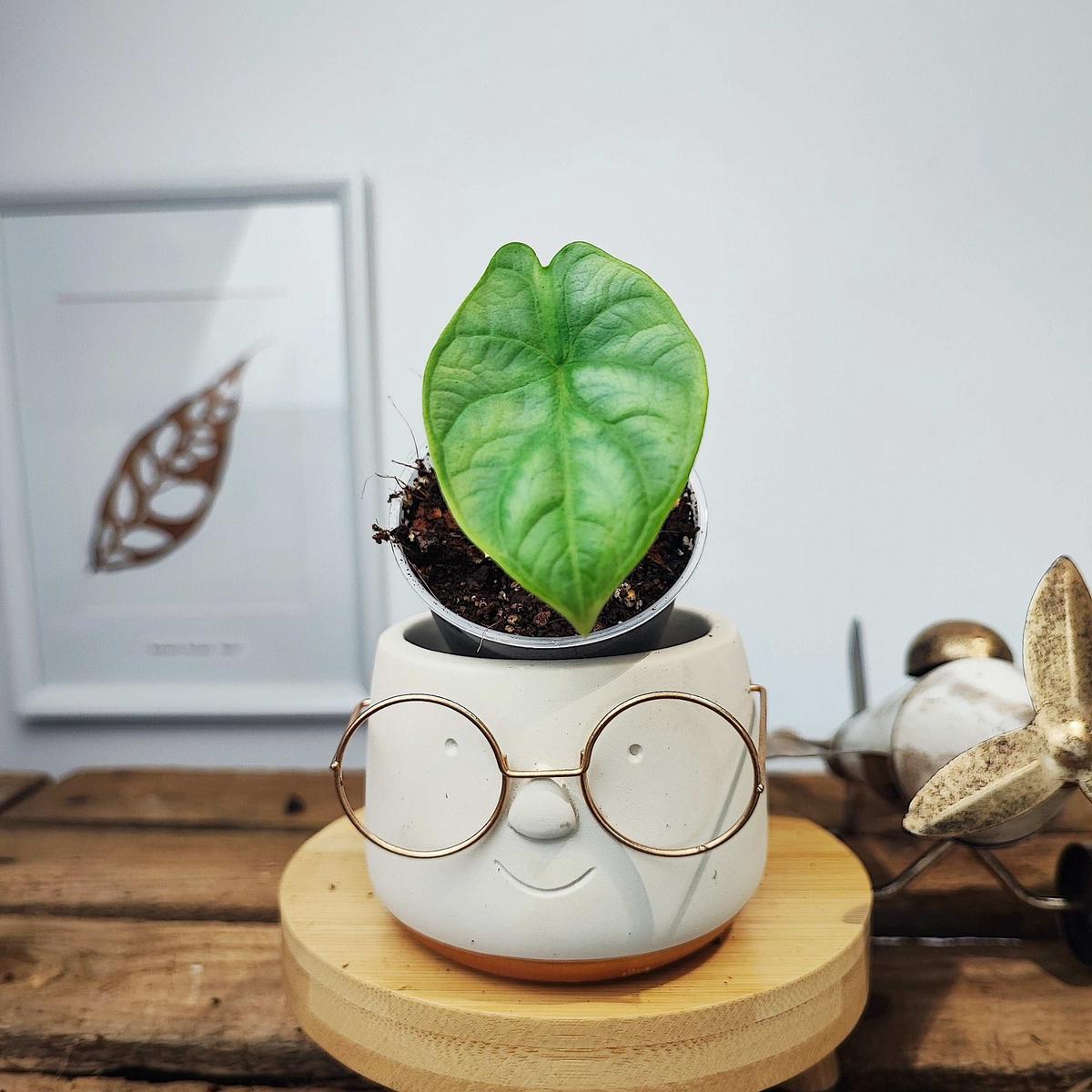 Alocasia Bisma Silver  Reflets argents spectaculaires (Bulbille)