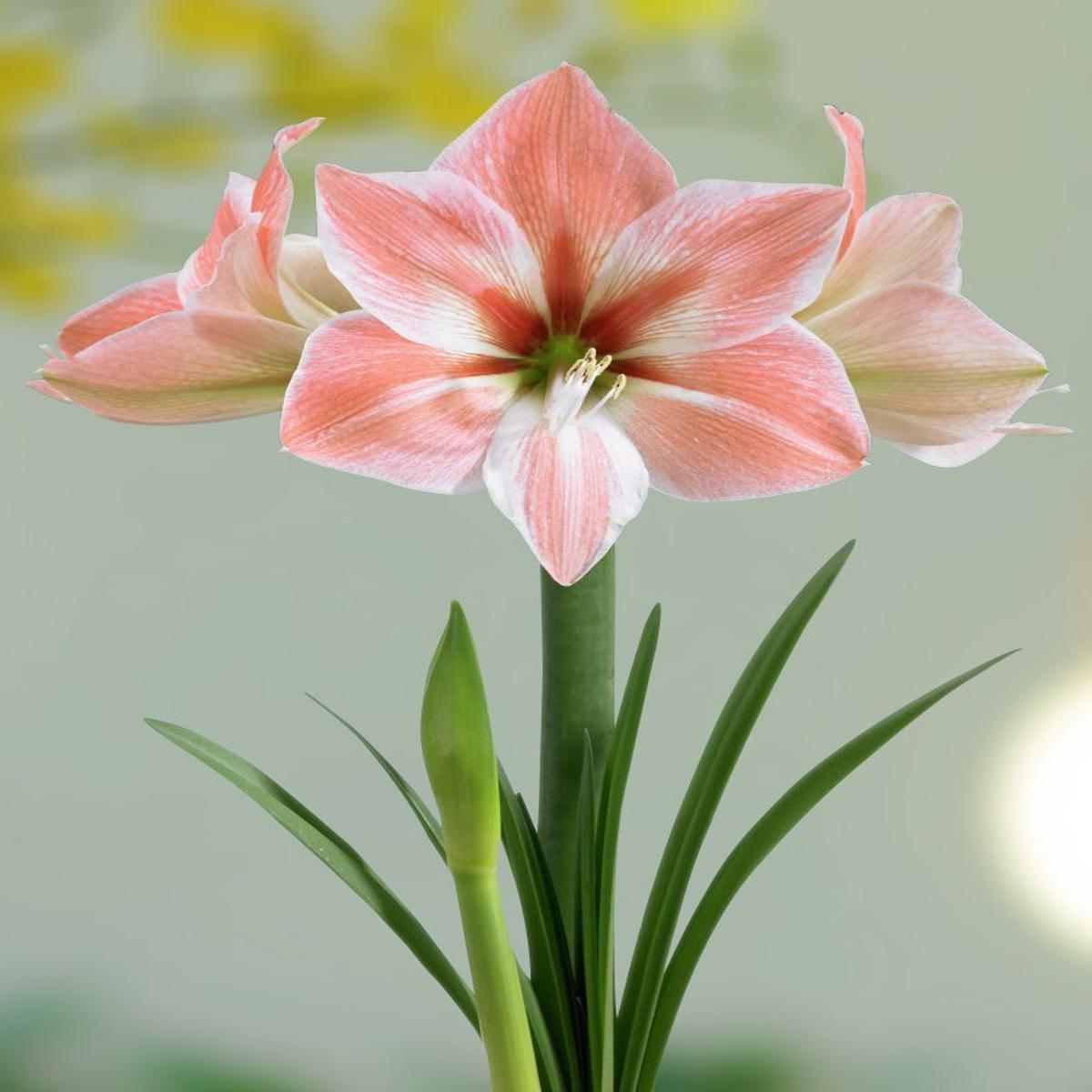 Amaryllis Apricot Parfait (Hippeastrum hybrid)