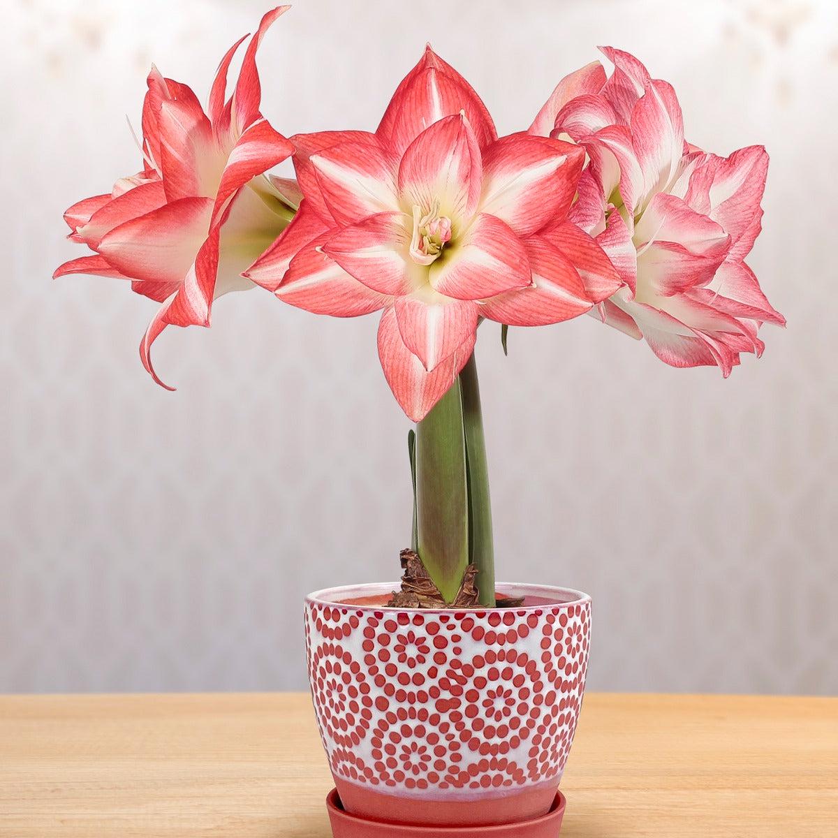 Amaryllis Blossom Peacock (Hippeastrum hybrid)