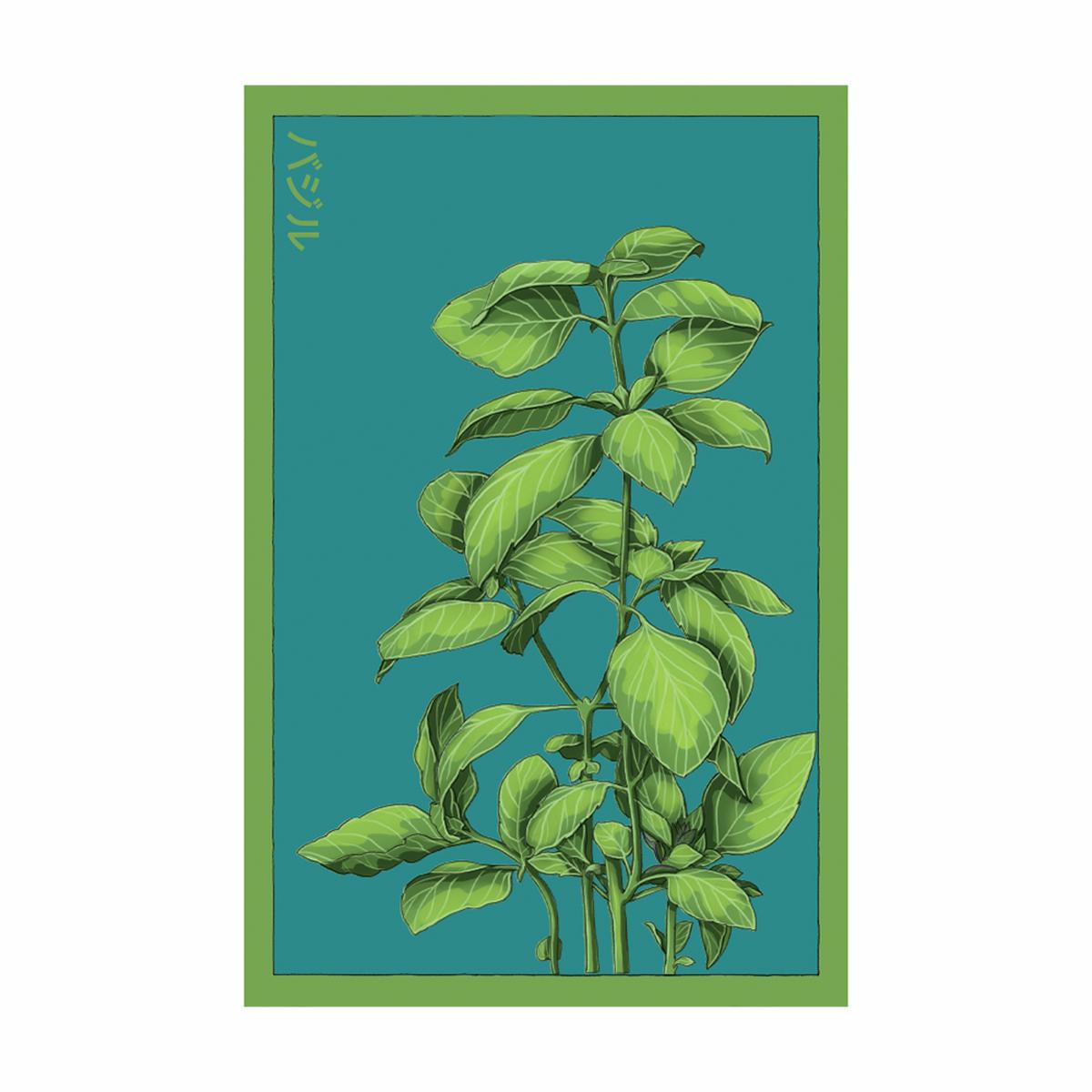 Basil Herb Seeds Packet