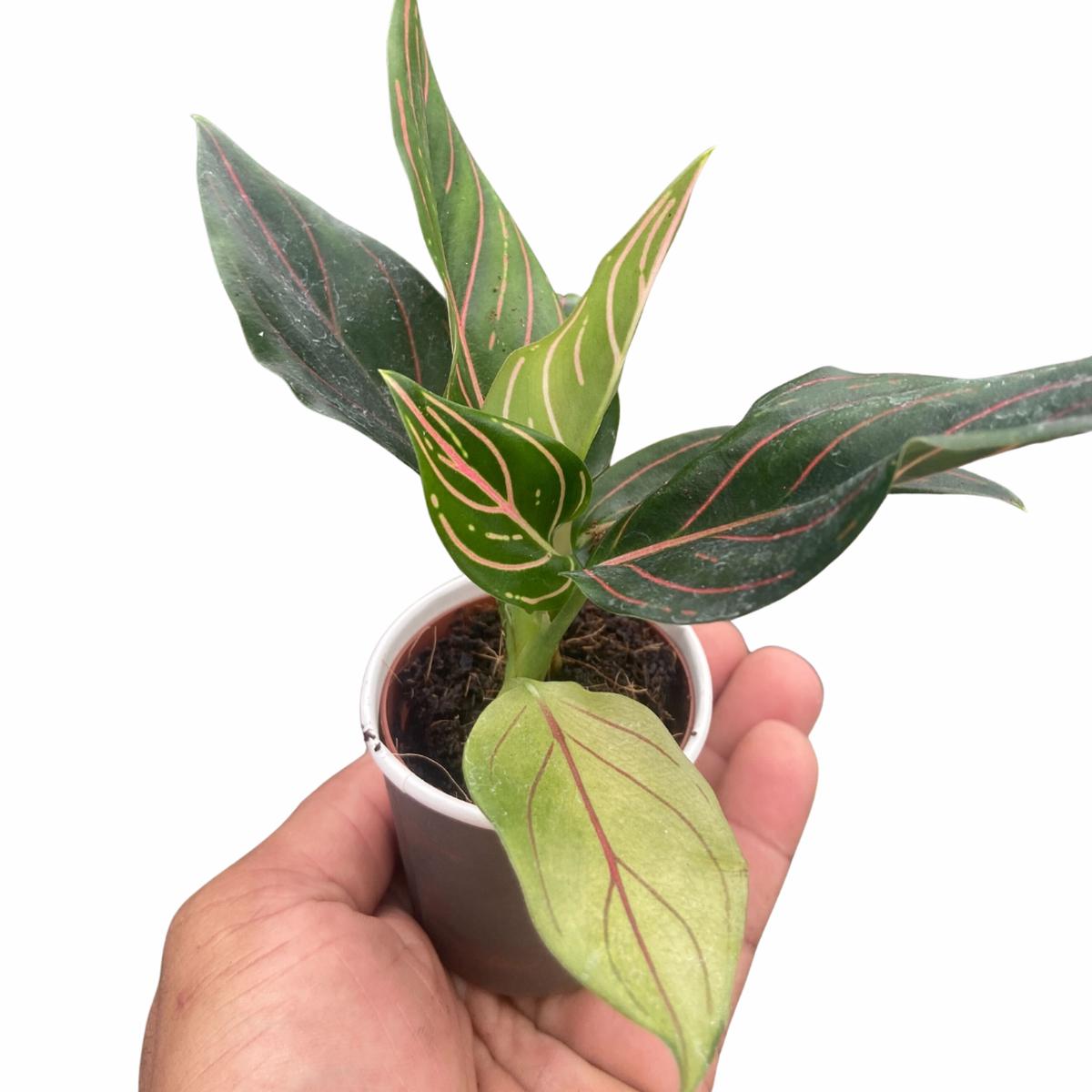 Chinese Evergreen 'Red Vein'