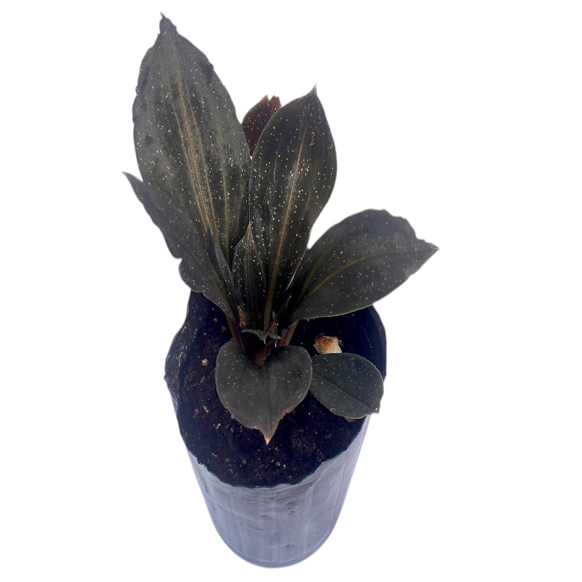 Cyclopogon epiphyticus