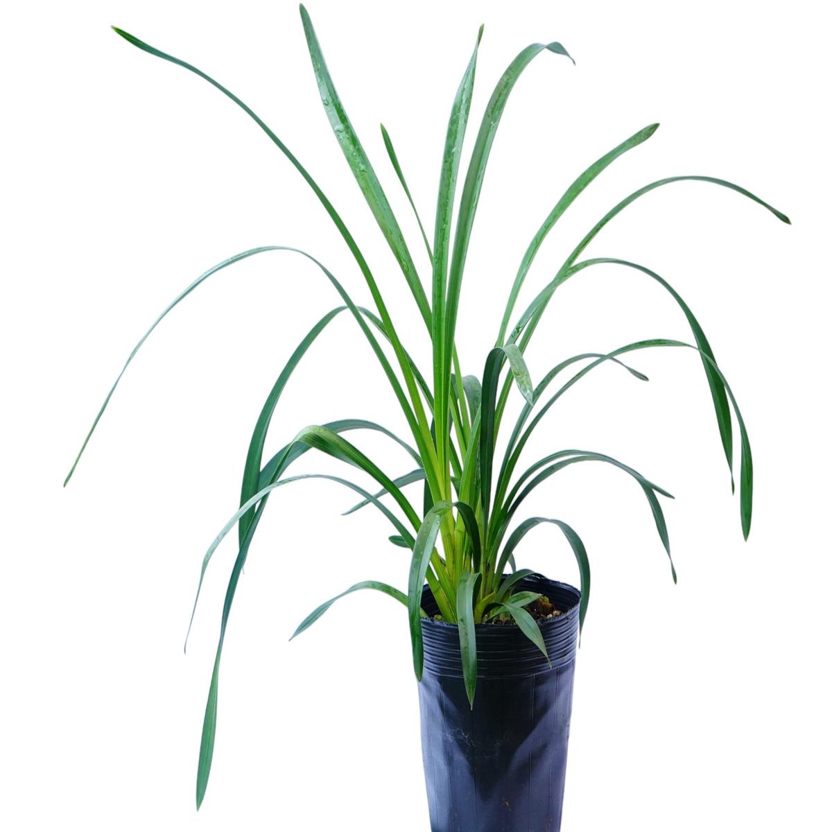 Cymbidium Andes Breezze (medium)