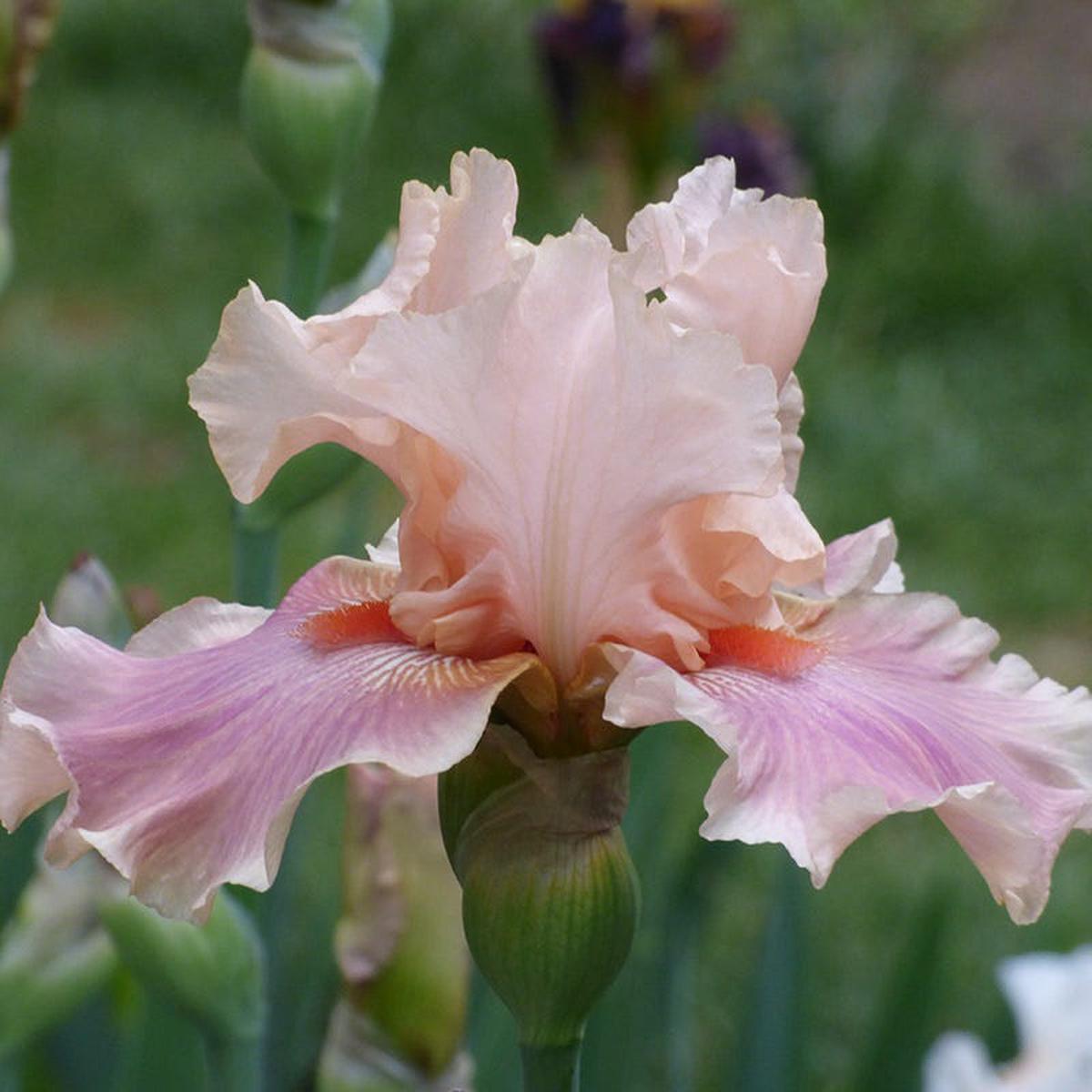 Entitled Bearded Iris