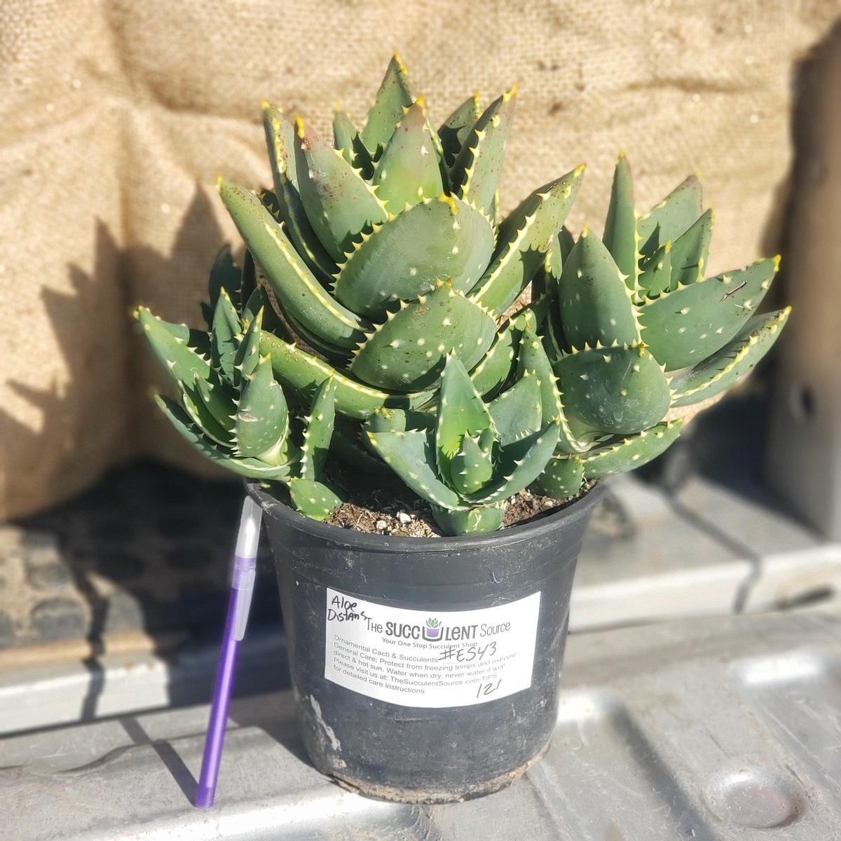 #ES43 EXACT Aloe Jeweled Distans Potted in 1 gallon